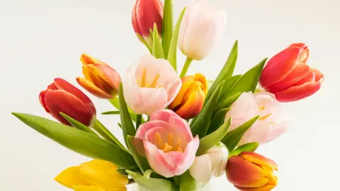 Tulipanes