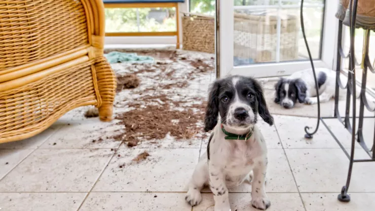 Rescatan perrito en Hidalgo