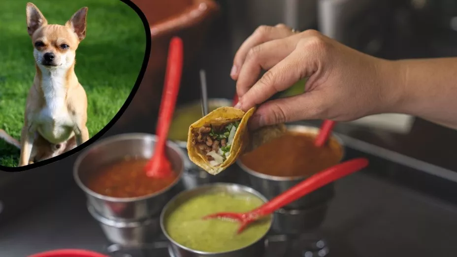 ¿Cómo saber si es carne de perro? Así lo identificas en los tacos en 2025