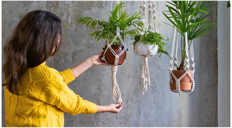 plantas ornamentales