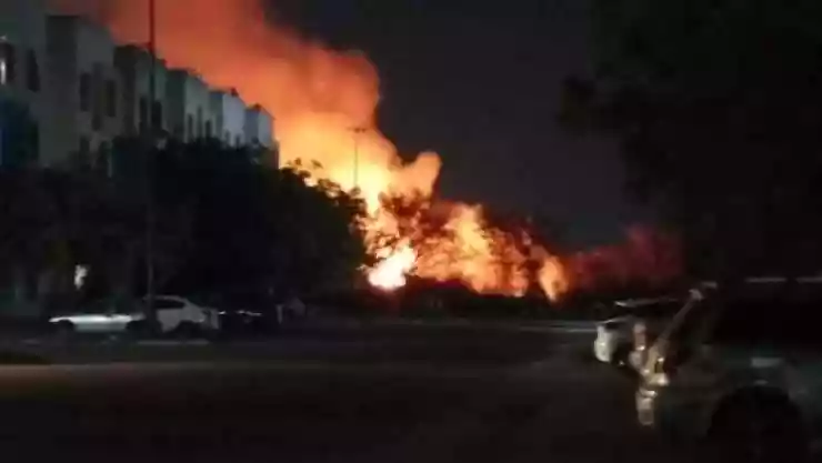 FOTOS_ Así fue el RESCATE de un LORO que quedó atrapado en una palmera; casi pierde una patita