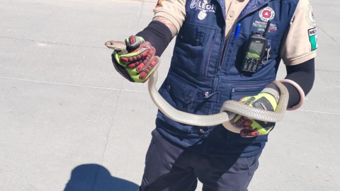 Serpiente en León