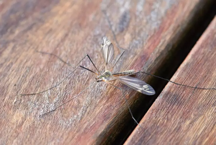 El ingrediente que te ayudará a preparar el repelente ideal contra mosquitos