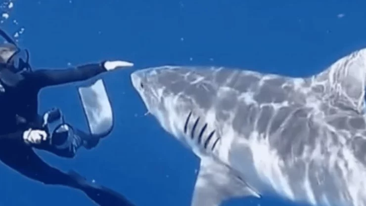 TikTok tiburón evitar ataques 1.png