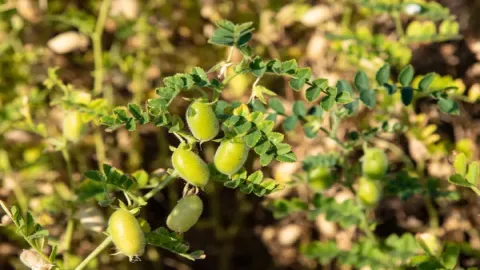 Logran cultivar garbanzo en suelo lunar