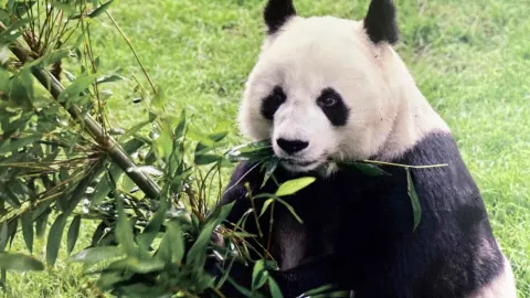 panda m&aacute;s longeva de M&eacute;xico