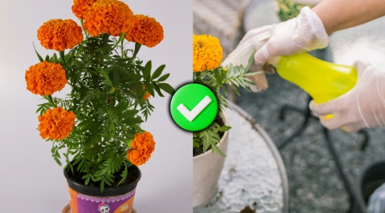 /estilo-de-vida/cempasuchil-maceta-no-se-seque-dia-de-muertos