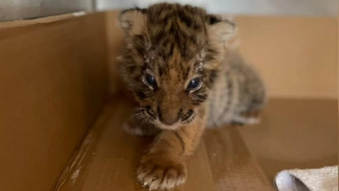 tigre cachorro celaya.jpg