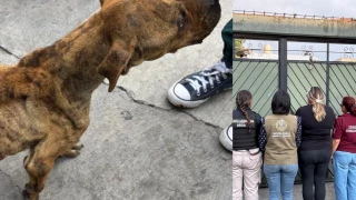 ¡INSÓLITO! Rescatan a un perrita que se encontraba en pésimas condiciones en Chimalhuacán.png