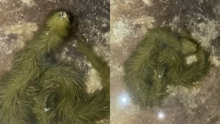 Video de la serpiente emplumada capturada en Tailandia, se asemeja a Quetzalcóatl