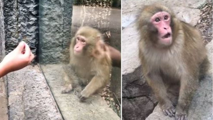 mono chapultepec TikTok