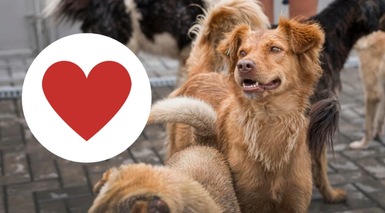 /Mascotas/adiestrador-canino-perros-callejeros-necesitan-amor-necesitas-entrenarlos