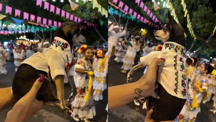 Perrito con guayabera se roba las miradas en la vaquería de Tekax_ VIRAL