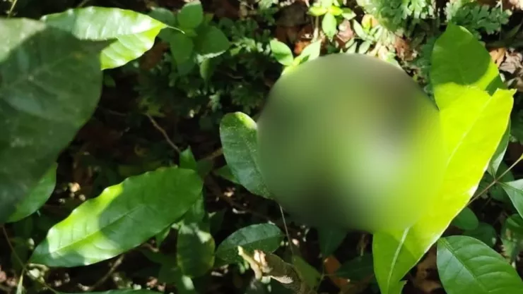 Hallazgo de cráneo humano en comunidad de Palo Alto