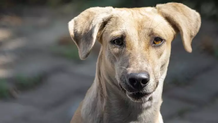 Anuncian campaña de esterilización canina en Cancún, esto debes saber