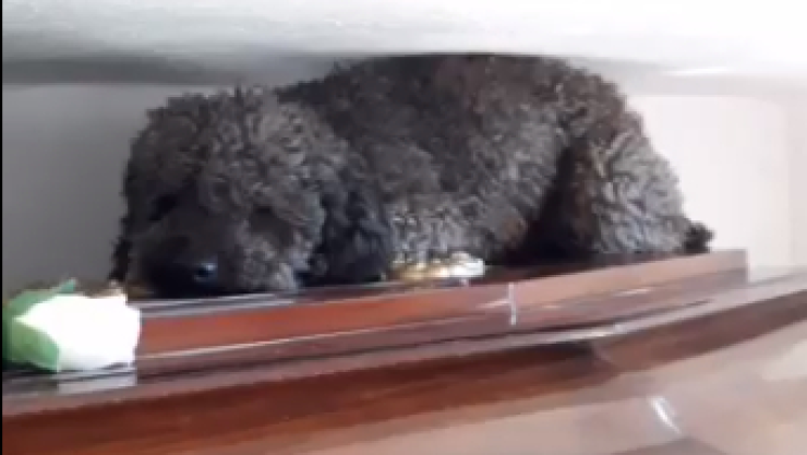 benito-mascota-joha-.jpg