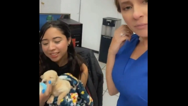 Se-busca-hogar-para-cuatro-cachorritos-te-decimos-como-puedes-adoptar-uno