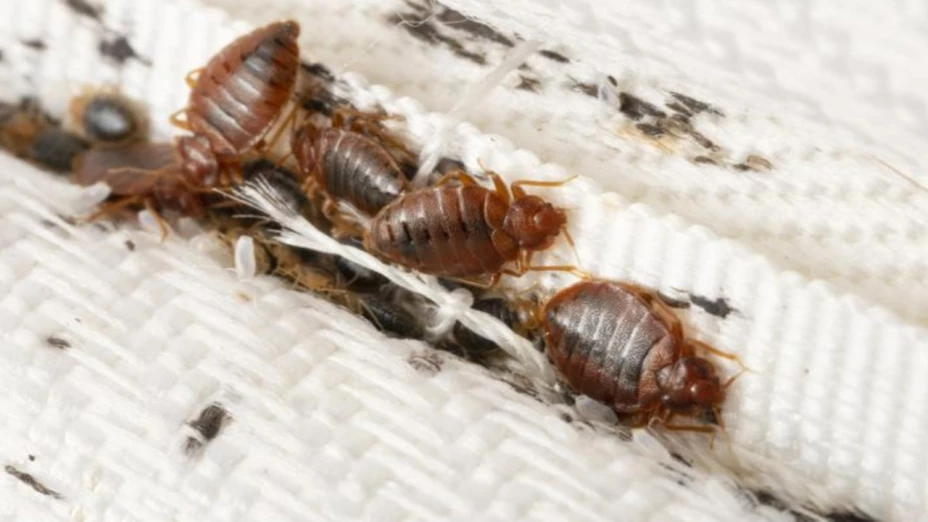 Adulta mayor MURIÓ tras ser devorada por chinches y cucarachas