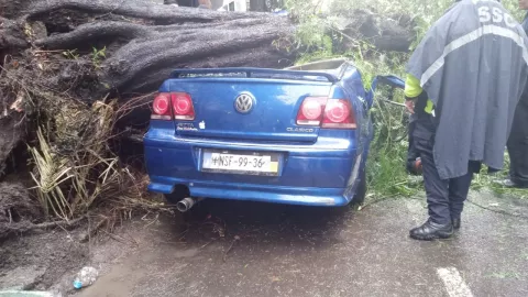 Muere una mujer tras la caída de un árbol sobre un automóvil en la Nápoles