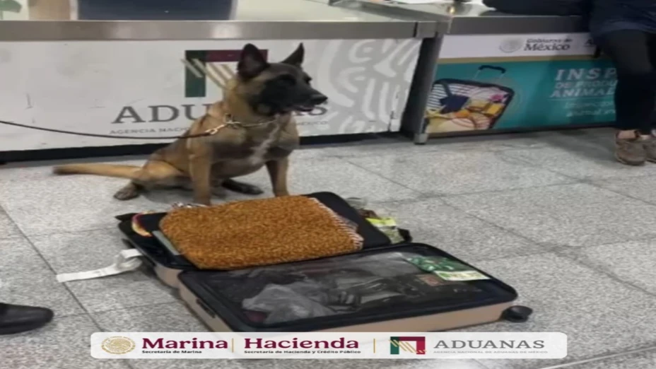 Max detección (1).jpg
