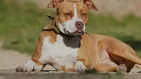 Perro escapa y ataca brutalmente a MUJER, dueña enfrenta a la justicia en Yucatán