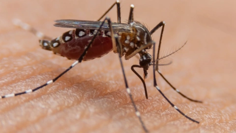 Quién es el influencer de 34 años que murió a causa del dengue