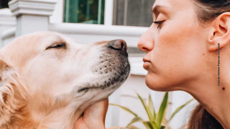 &iquest;Qu&eacute; significa que tu perro te lama la cara?