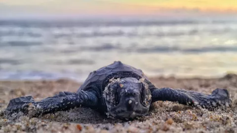 Tortuga Laúd llega a Xcacel Xcacelito