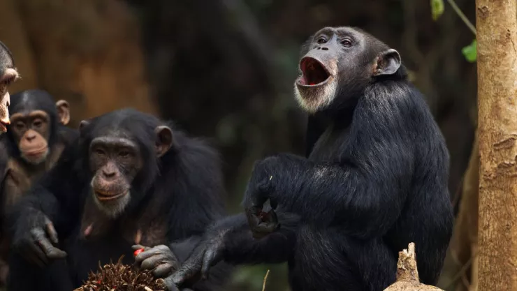 Un chimpancé se defendió después de ser agredido con una botella en un zoológico de China