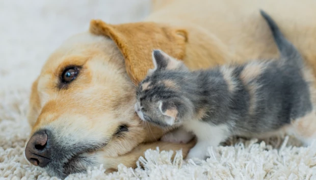 La mezcla potente que puedes hacer para acabar con el olor a gato y perro en tu casa
