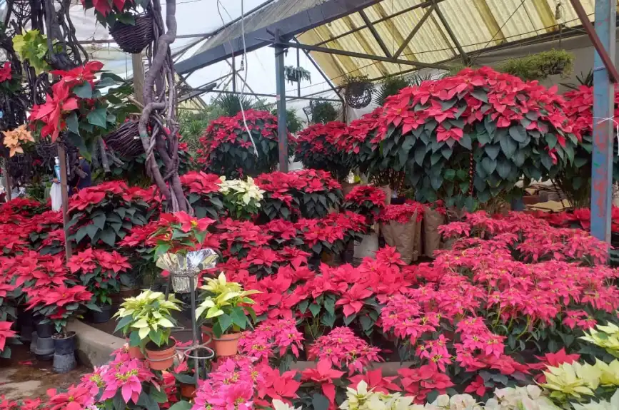 En estos mercados de flores puedes comprar tus nochebuenas.