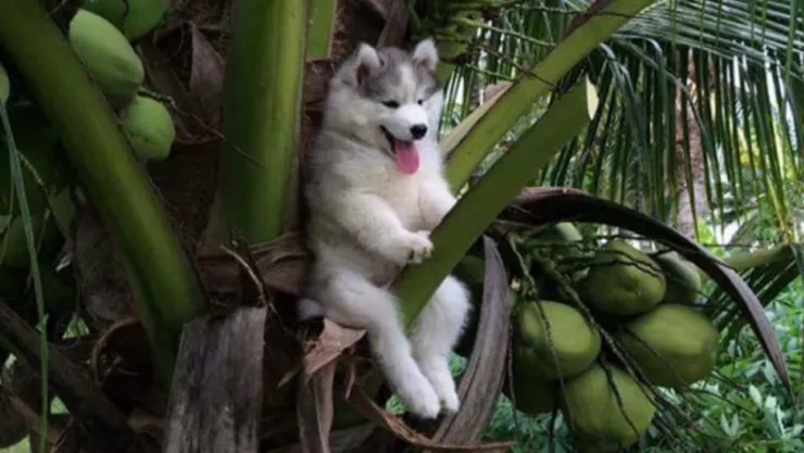 perrito husky queda atrapado en una palmera de coco.jpg