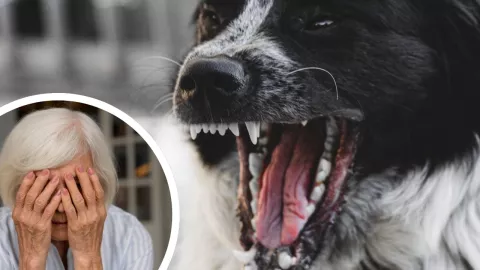 Hombre encuentra a su madre muerta en Saltillo; dos perros estaban junto al cuerpo