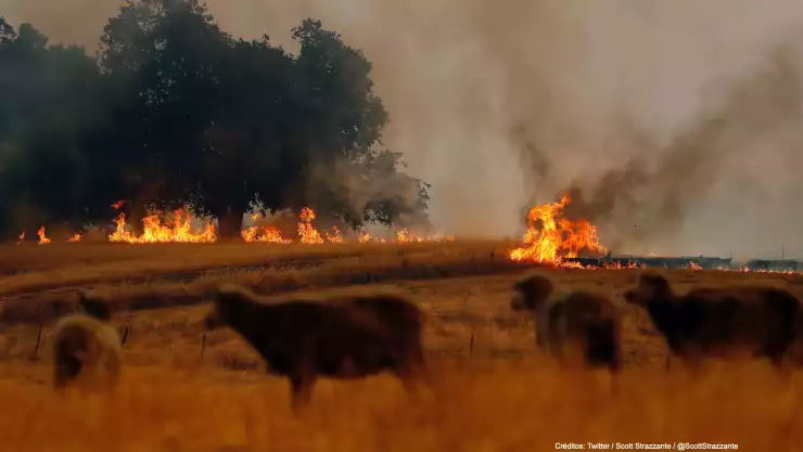 incendios california .jpg