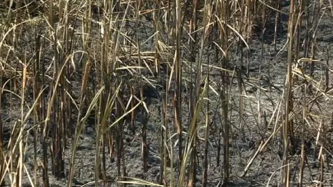 Daños por incendios forestales