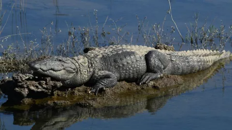 cocodrilo| imagen ilustrativa