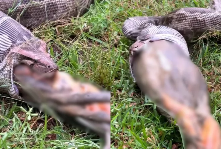 VIDEO | Localizan a una pitón en escuela de la India; vomita a su presa