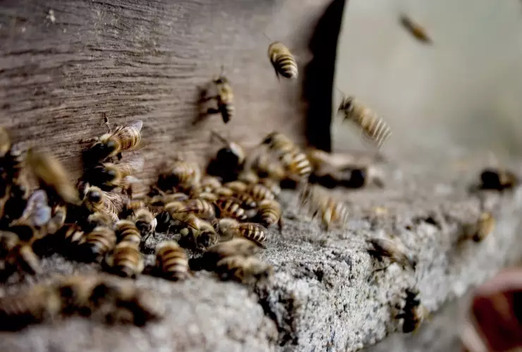 Las abejas melíferas, al igual que las hormigas, son expertas en la detección de olores.