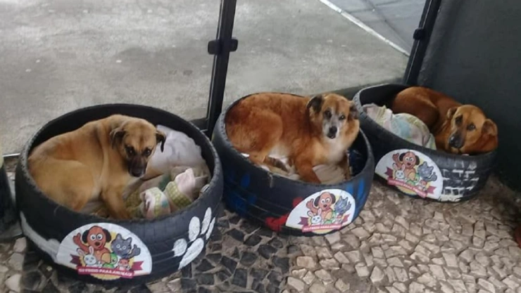 Fabrican camas para perritos sin hogar en estación de autobuses