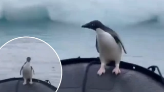 Pingüino escapa de la muerte.png