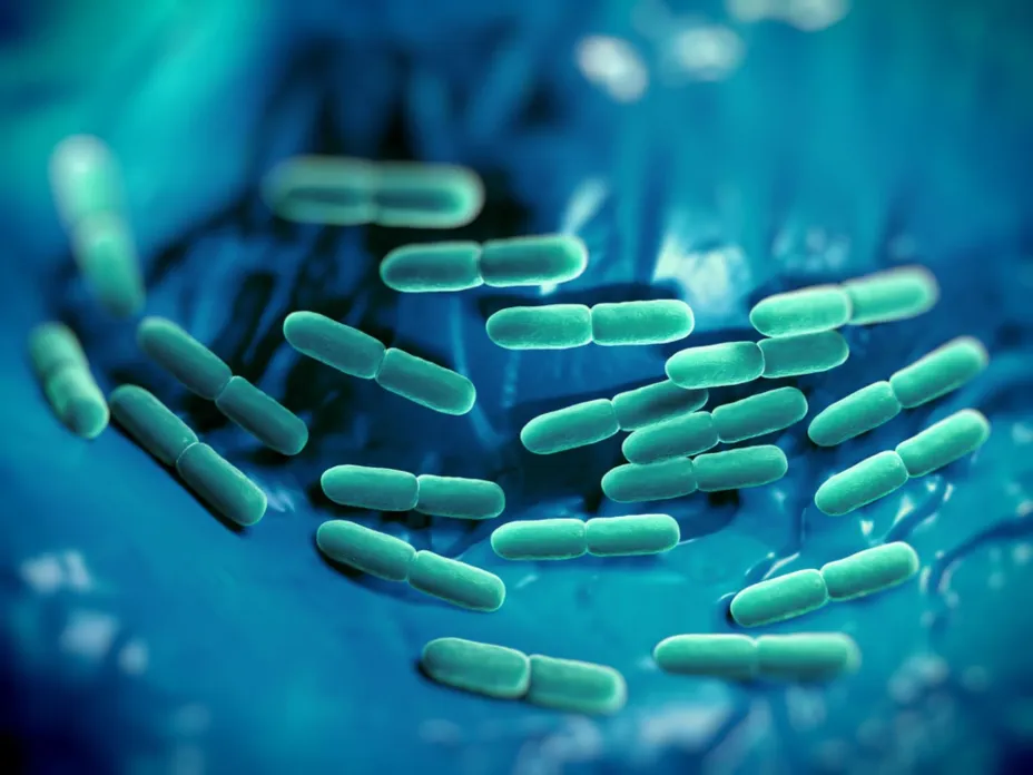 bacterias yakult.jpg