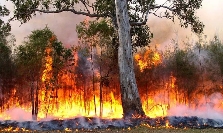 Debido al cambio climático, en especial al fenómeno del Niño, los incendios forestales están latentes