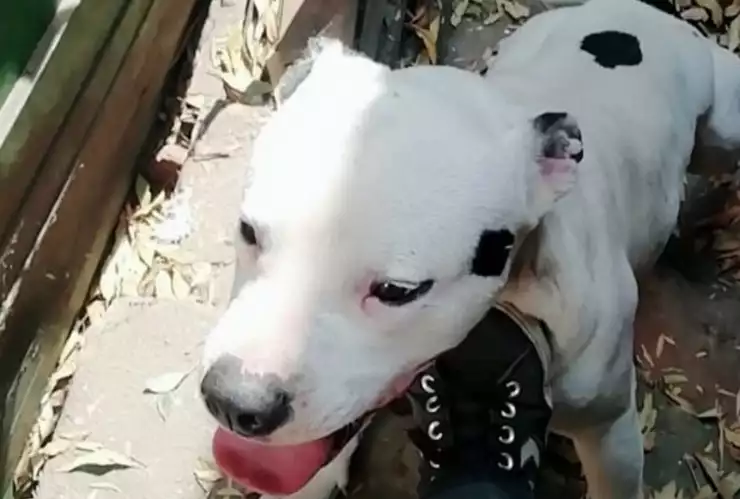 asalto refugio perros cdmx tlalpan.jpg