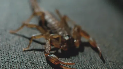 Conoce el significado detrás de la aparición de alacranes en casa
