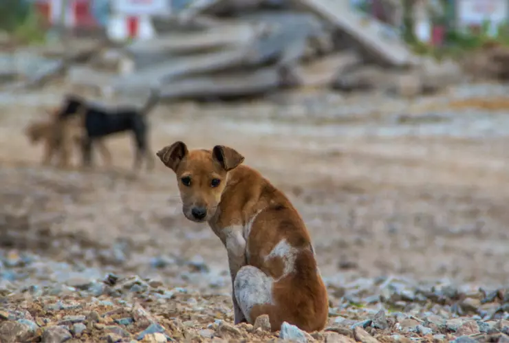 denuncias por maltrato animal