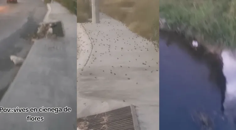 Impactante invasión de sapos en Nuevo León se vuelve viral (VIDEO).jpg