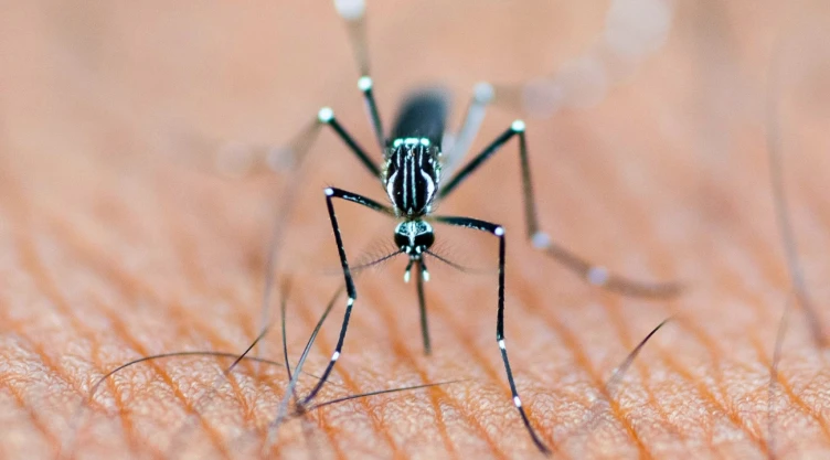 dengue en México