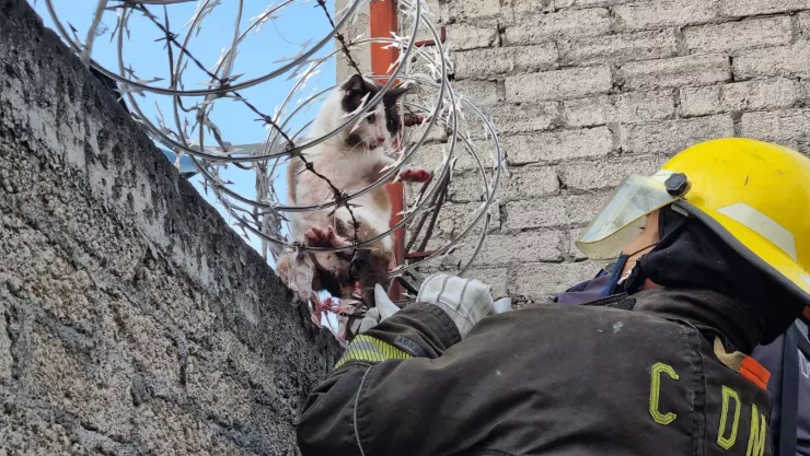 Bomberos rescatan a gatito atorado en un alambre de púas en Iztapalapa