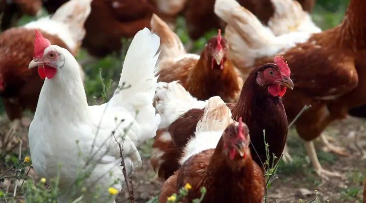 pollos dinamarca.jpg