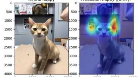 Con la cámara de un smartphone es posible conocer el estado de ánimo del animal.